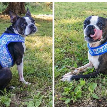 Dog Harness Free Sewing Pattern